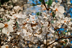 White flowers with petals, orange center, stamens, green leaves in warm sun light. Blossom. Blue sky