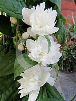 White flowers of philadelphus