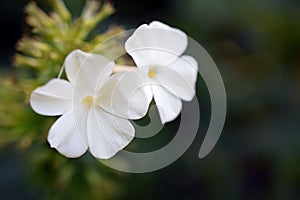 White flowers of Phlox maculata, snowdon.