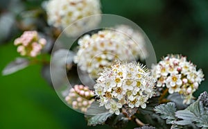 White flowers Physocarpus opulifolius diabolo or Ninebark with purple leaves on blurry flowers background