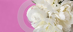 White flowers on pink background with empty space for your text and design from left side. Banner with peonies.