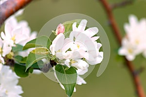 White flower and pink Bud on the branch of Apple blossom in the spring, summer the concept of the garden