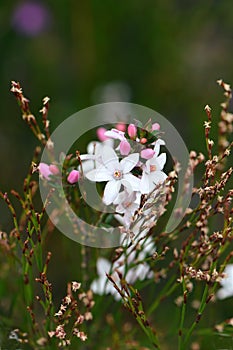 White flowers and pink buds of the Australian native Box Leaf Waxflower, Philotheca buxifolia, family Rutaceae