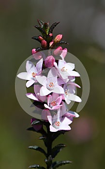 White flowers and pink buds of the Australian native Box Leaf Waxflower, Philotheca buxifolia, family Rutaceae