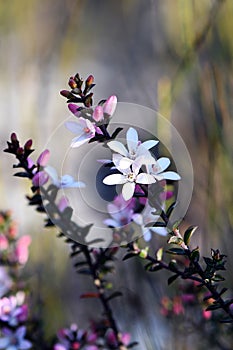 White flowers and pink buds of the Australian native Box Leaf Waxflower, Philotheca buxifolia, family Rutaceae, growing wild in he