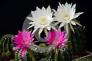 White flowers and pink flowers of hybrid cactus