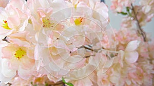 White Flowers pinky photo banground