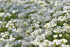 White flowers of a plant covers crops  blooming