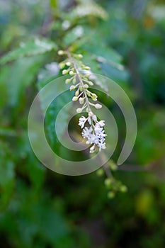 White flowers of a plant with the scientific name Rivina humilis, with a natural blur background photo