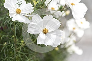 White flowers in planters