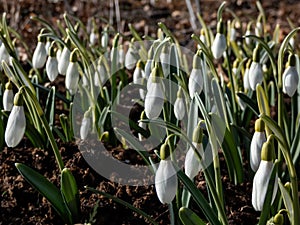 White flowers of the pleated snowdrop (Galanthus plicatus) growing in the garden in bright sunlight in spring with