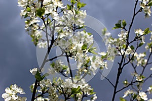 White flowers of the plum blossoms