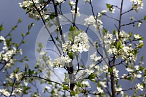 White flowers of the plum blossoms