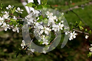 White flowers of the plum blossoms