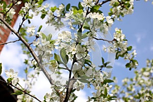 White flowers of the plum blossoms