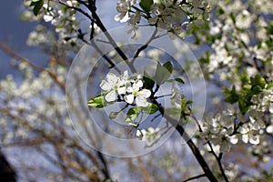 White flowers of the plum blossoms on a spring day in the park o