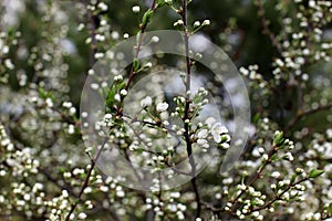 White flowers of the plum blossoms on a spring day in the park o