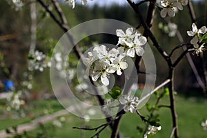 White flowers of the plum blossoms on a spring day in the park o