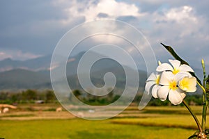 White flowers or Plumeria obtusa and Paddy fields in the country.