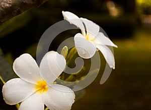 White flowers plumeria with rain drop