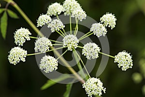 White flowers of poison hemlock in a Connecticut swamp.