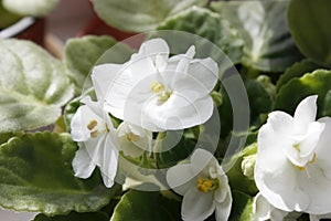 white flowers in a pot on the window surrounded by green leaves