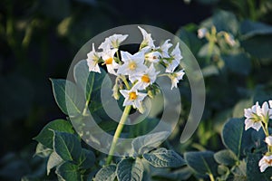 white flowers on the potato plants on a field in Zevenhuizen, the Netherlands