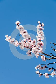 White flowers of Prunus cerasifera