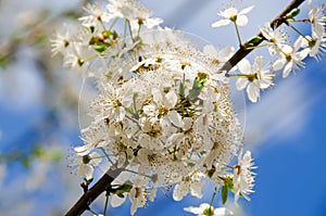 White flowers of Prunus cerasifera