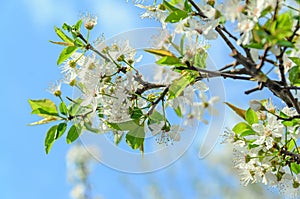 White flowers of Prunus cerasifera tree, cherry