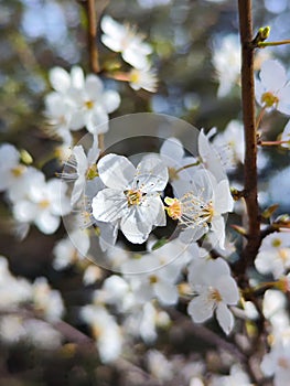 The white flowers of a Prunus genus tree