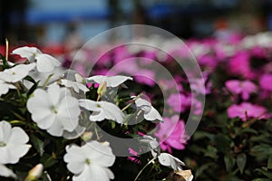 White flowers with purple flowers photo