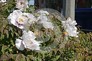 White flowers of purple leaved tree peonies