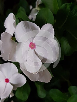 White flowers with purple in the middle