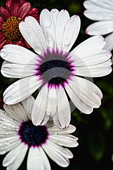 White flowers with rain drops.