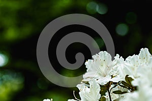 White flowers with rain drops.