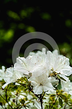 White flowers with rain drops.