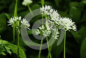 The white Flowers of Ramsons or Wild Garlic, Allium ursinum photo