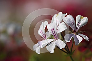 White flowers on red background