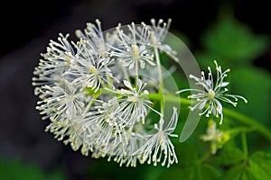 White flowers of red baneberry, Actaea rubra