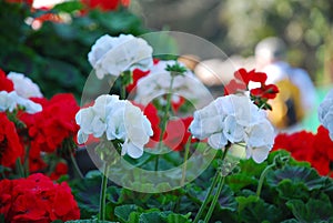 White flowers and red flowers