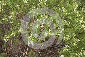 Daphne gnidium plant in bloom