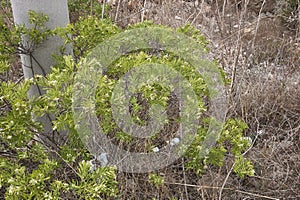 Daphne gnidium plant in bloom