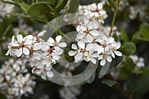 White flowers of Rhaphiolepis indica shrub photo