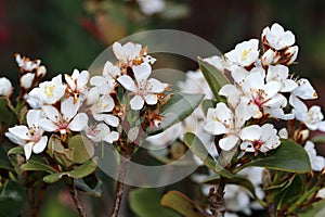 White flowers Rhaphiolepis umbellata it is Indian hawthorn