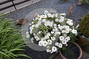 White flowers of rhododendron with green leaves