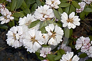 White flowers of rhododendron with green leaves