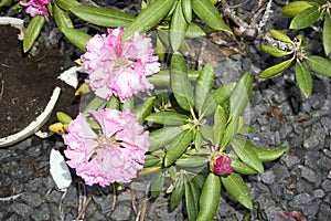 White flowers of rhododendron with green leaves