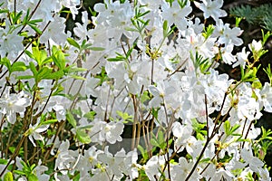 White flowers of a rhododendron of Shlippenbakh Rhododendron schlippenbachii Maxim.