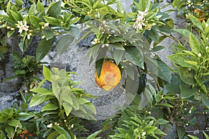 White flowers and ripe citron of Citrus medica photo